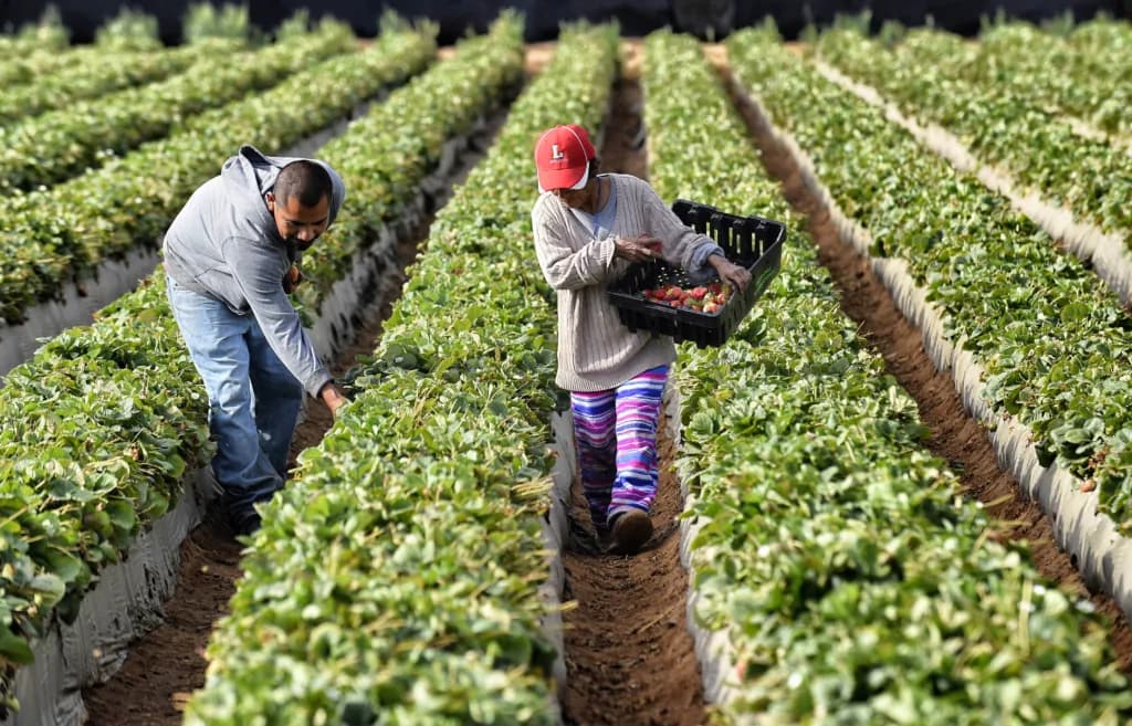 visas para trabajadores agrícolas