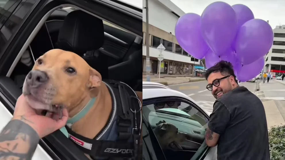 Perrito vence el cáncer y su celebración conmueve a TikTok