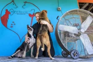 Mascotas en Nueva York: Qué exige la nueva ley SCOOP a los dueños