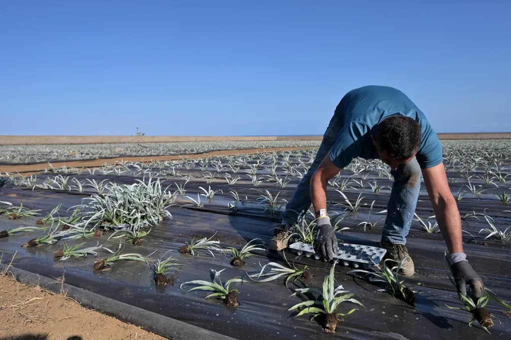 Calor extremo en Florida: qué deben saber los trabajadores agrícolas