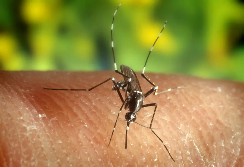 primera muerte por virus del Nilo Occidental