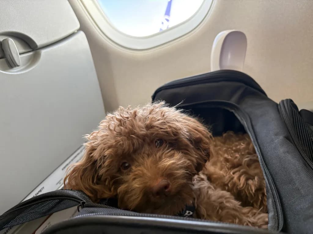 ¿Viajas a México con tu perro desde EEUU? Exigen nuevo certificado