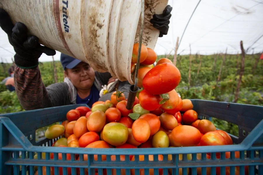 Subirá el precio del tomate mexicano