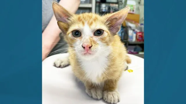 Gatito con cuatro orejas sorprende a refugio en California