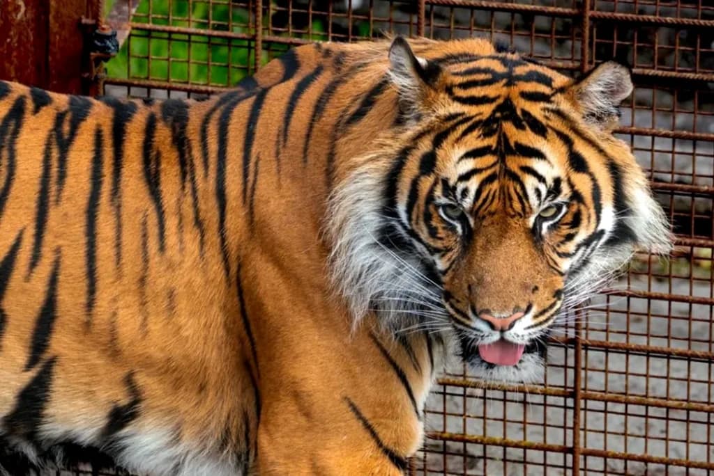 Zoológico pide donar mascotas para alimentar leones