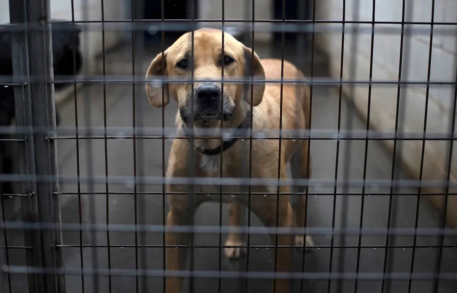 Mascotas abandonadas en refugios tras redadas del ICE en Los Ángeles