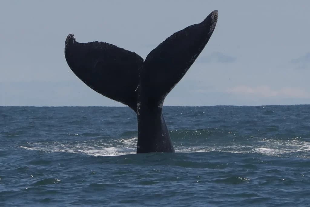 El silencio de las ballenas azules alarma a los científicos: ¿Por qué se da?