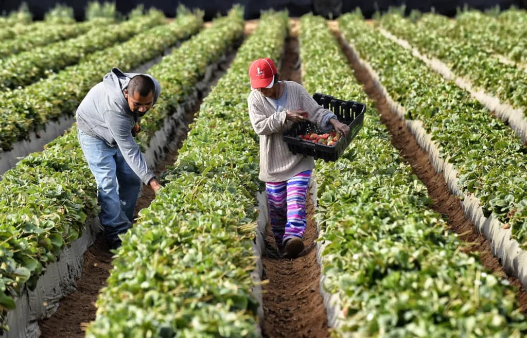 El campo estadounidense necesita de la mano de obra de los campesinos inmigrantes.