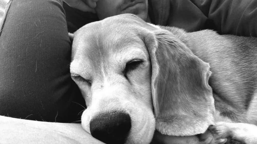 'Halo': La perrita extraviada de Aaron Ramsey