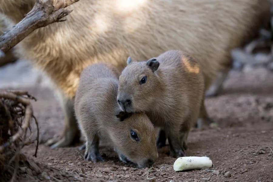 Fiebre por el “modo capibara”: así puedes activarlo en WhatsApp