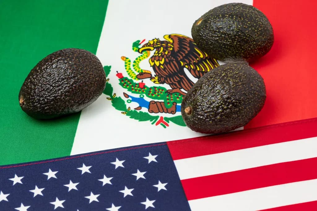EE.UU. suspende temporalmente las exportaciones de aguacate desde Michoacán