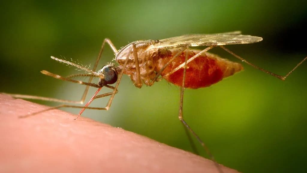 chikungunya y por qué se propaga tan rápido en China