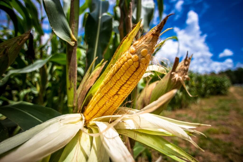 Foto de Wouter Supardi Salari / Unsplash Agricultores advierten “catástrofe alimentaria” por
