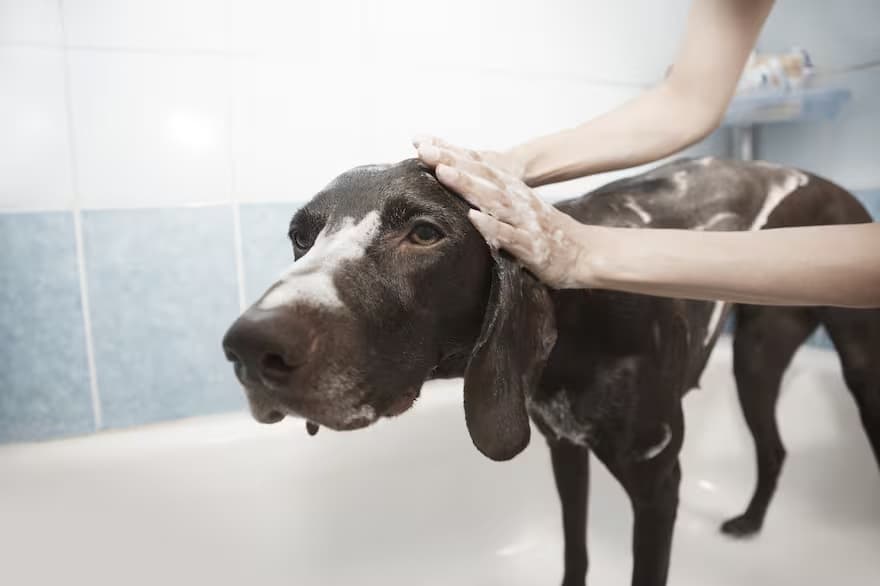 Nueva ley para mascotas en Florida: lo que debes saber