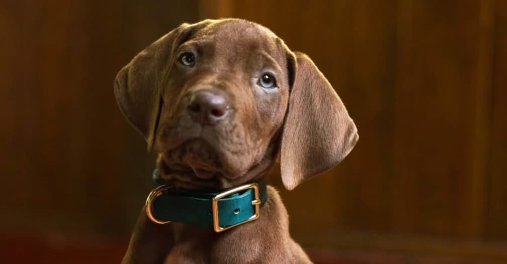 'Scooby-Doo' presenta adelanto y fecha de estreno