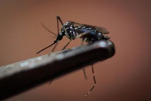 5 medidas para reducir el riesgo de dengue ante el nuevo brote en Florida
