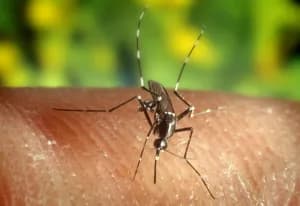 Los Ángeles registra 100 casos y 5 muertes por virus del Nilo Occidental